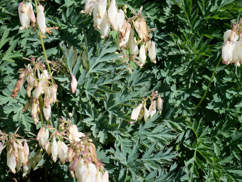 ハナケマンソウ ‘オーロラ’(Dicentra formosa ‘Aurora’)