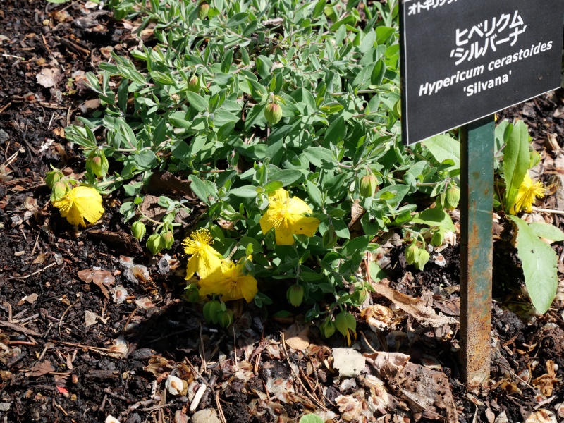 Hypericum cerastoides ‘Silvana’