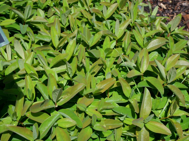 セイヨウキンシバイ(Hypericum calycinum)