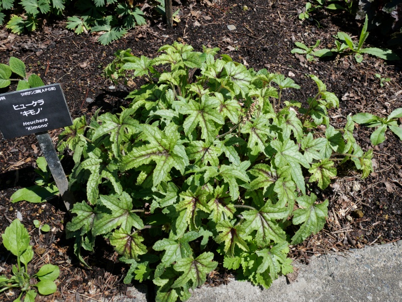 Heuchera キモノ