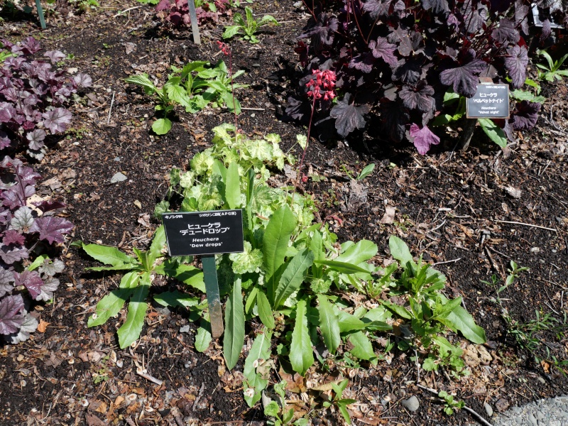 Heuchera デュードロップ