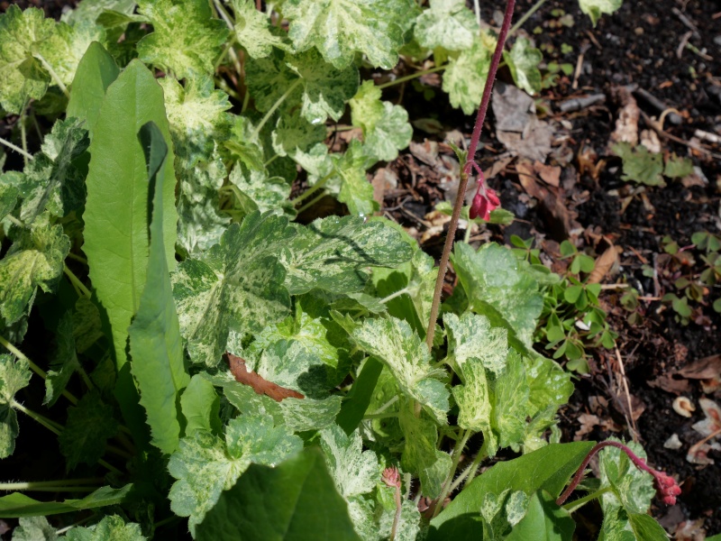 Heuchera デュードロップ