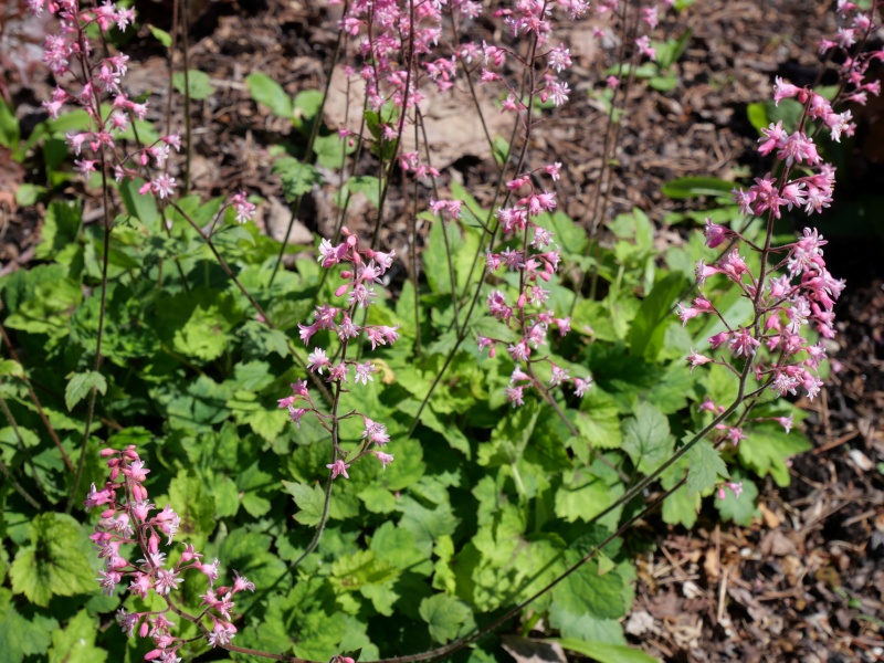 Heuchera ブリジット ブルーム