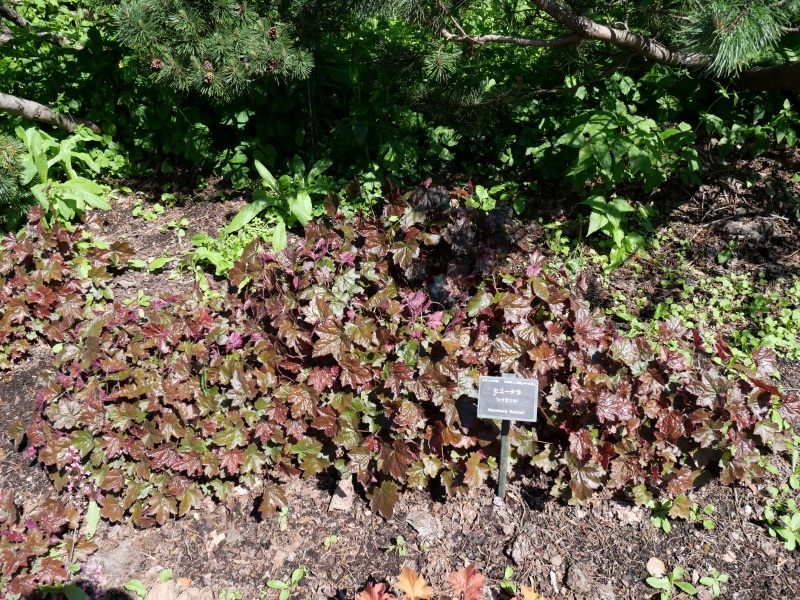 Heuchera レイチェル