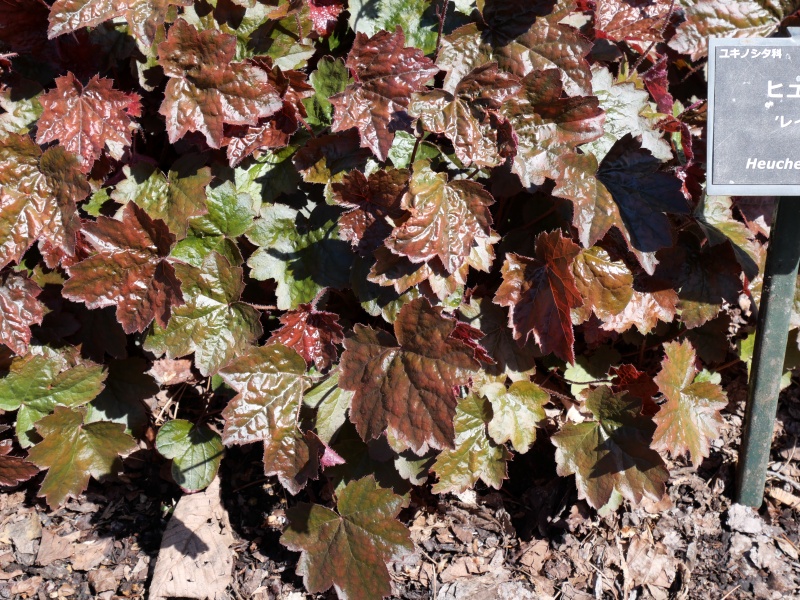 Heuchera レイチェル