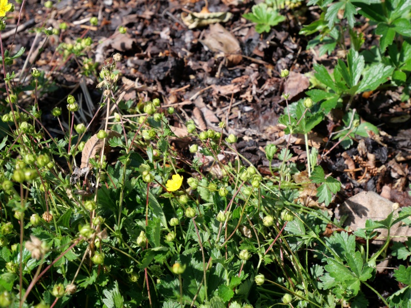 Potentilla crantzii