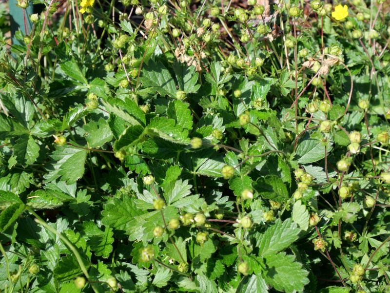Potentilla crantzii