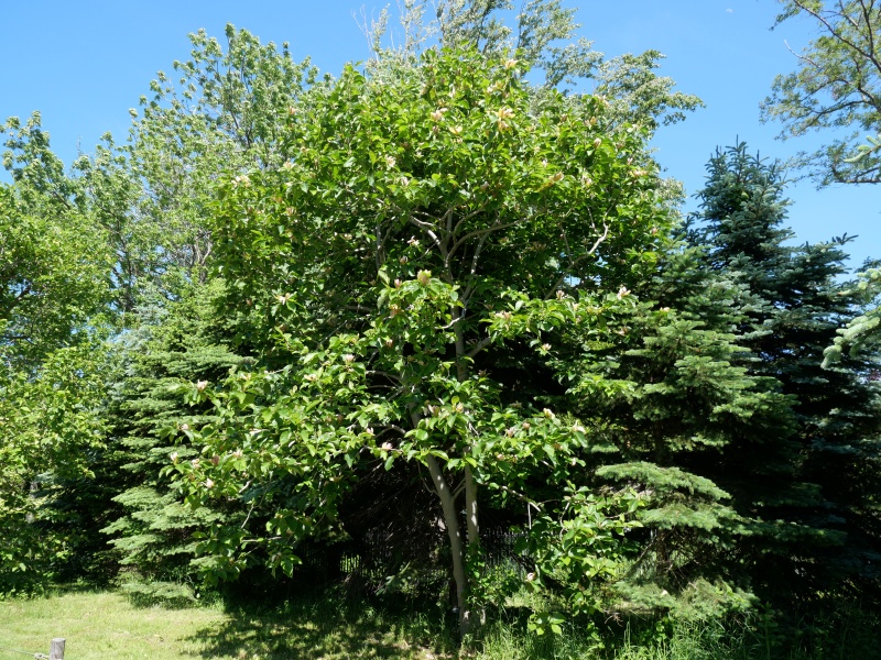 マグノリア ‘ウッズマン’(Magnolia ×brooklynensis ‘Woodsman’)