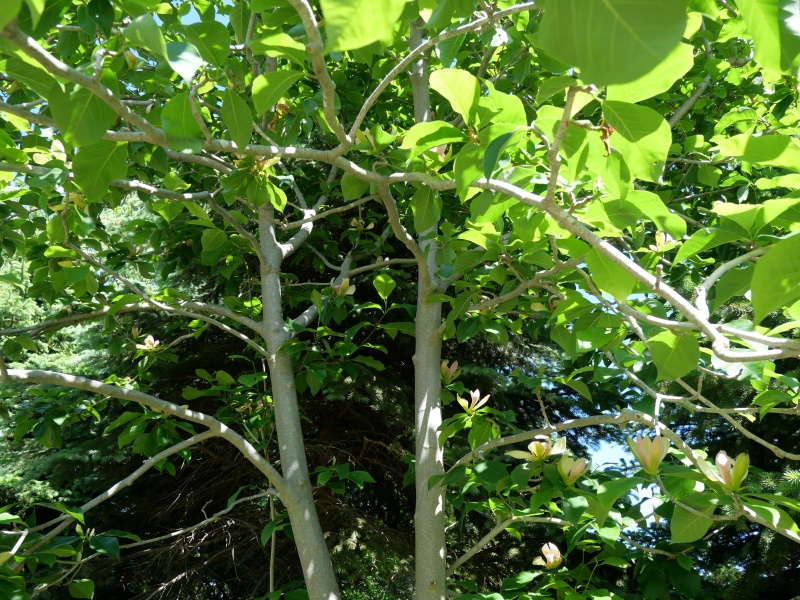 マグノリア ‘ウッズマン’(Magnolia ×brooklynensis ‘Woodsman’)