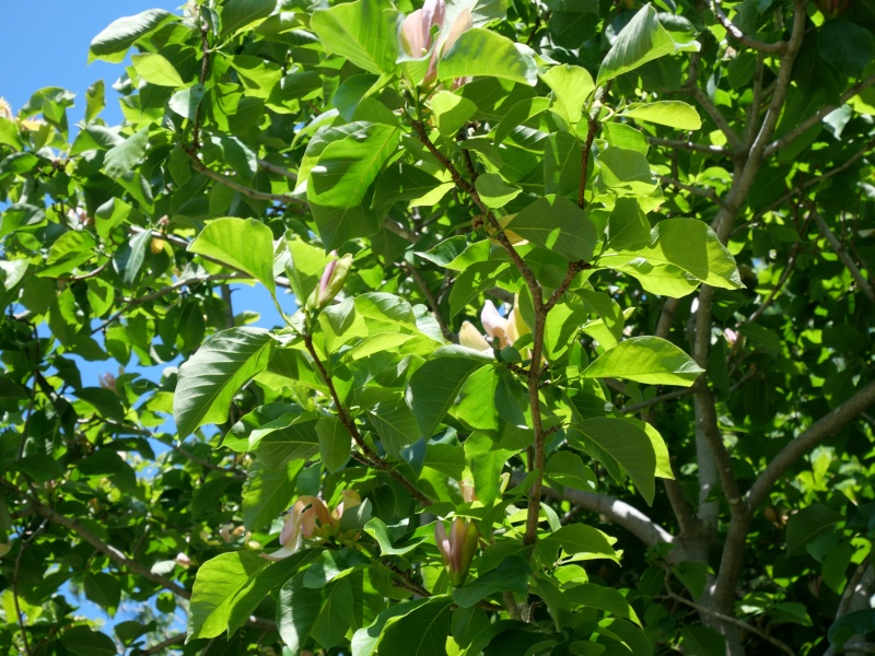 マグノリア ‘ウッズマン’(Magnolia ×brooklynensis ‘Woodsman’)