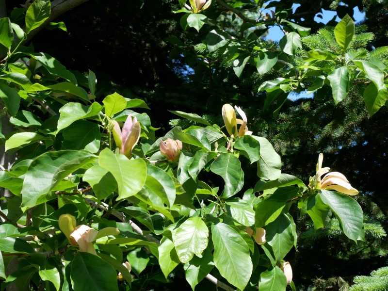 マグノリア ‘ウッズマン’(Magnolia ×brooklynensis ‘Woodsman’)