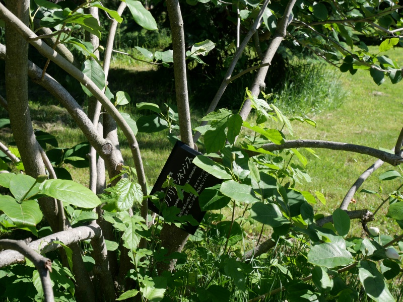Magnolia sieboldii subsp. sinensis (Rehder & E.H.Wilson) Spongberg