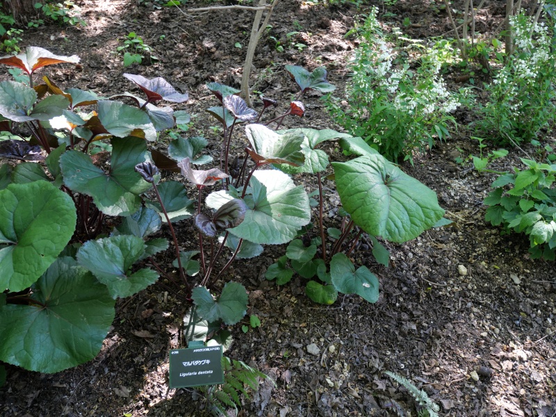 マルバダケブキ(Ligularia dentata)