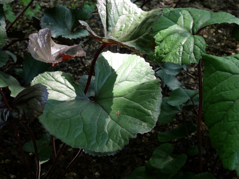 マルバダケブキ(Ligularia dentata)