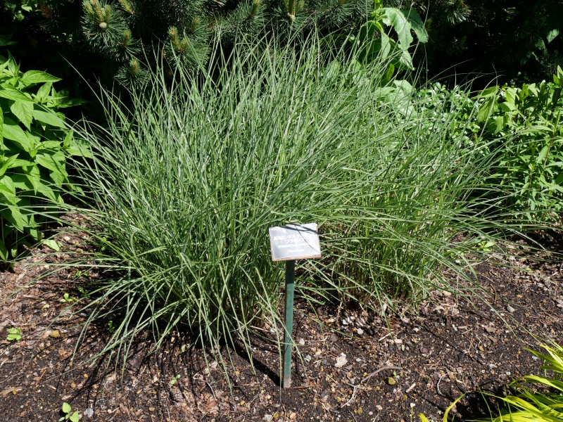 Miscanthus sinensis ‘Flamingo’