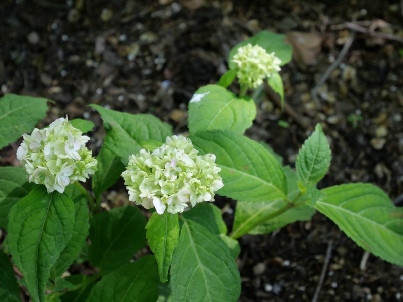 ヤマアジサイ ‘伊予獅子手毬’(Hydrangea serrata ‘Iyozisitemari’)