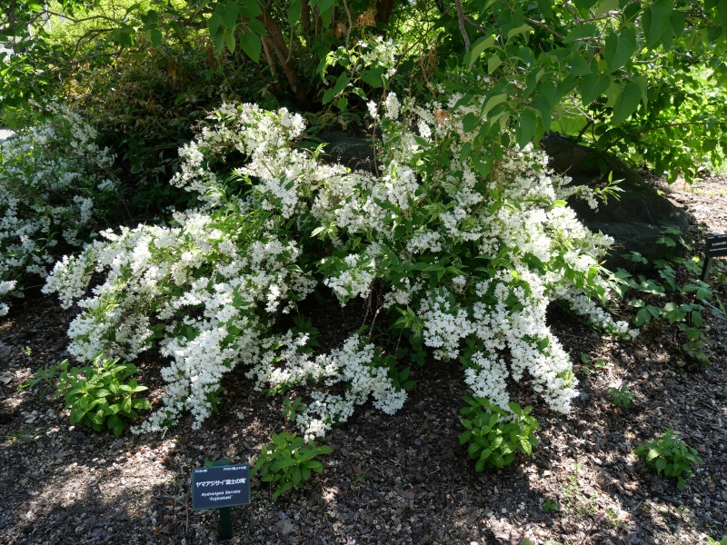 ヤマアジサイ ‘富士の滝’(Hydrangea serrata ‘Fujinotaki’)
