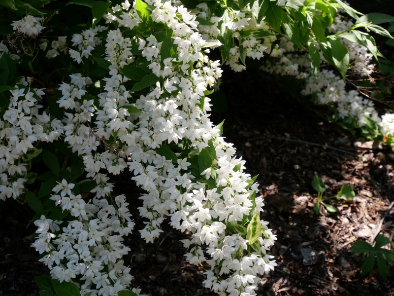 ヤマアジサイ ‘富士の滝’(Hydrangea serrata ‘Fujinotaki’)