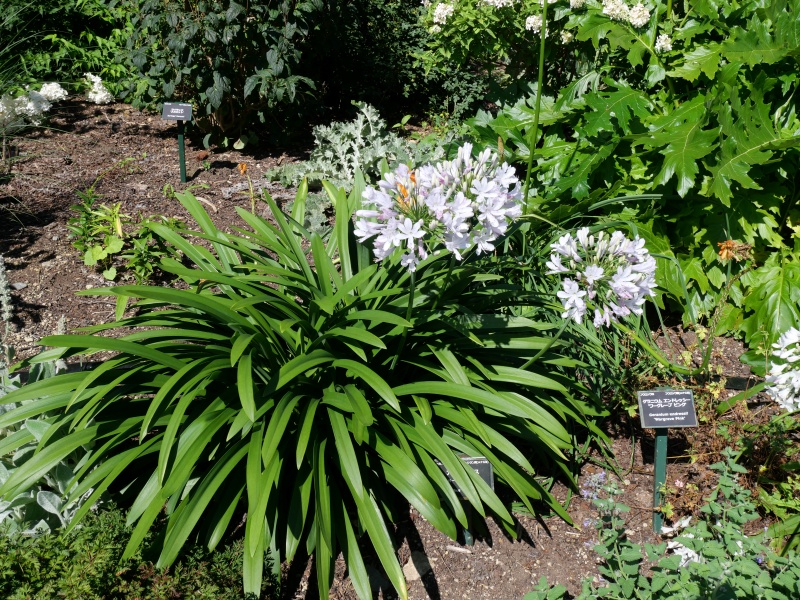 アガパンサス ‘ガーデンクイーン’(Agapanthus ‘Garden queen’)