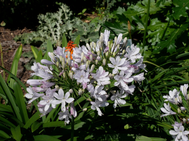 アガパンサス ‘ガーデンクイーン’(Agapanthus ‘Garden queen’)