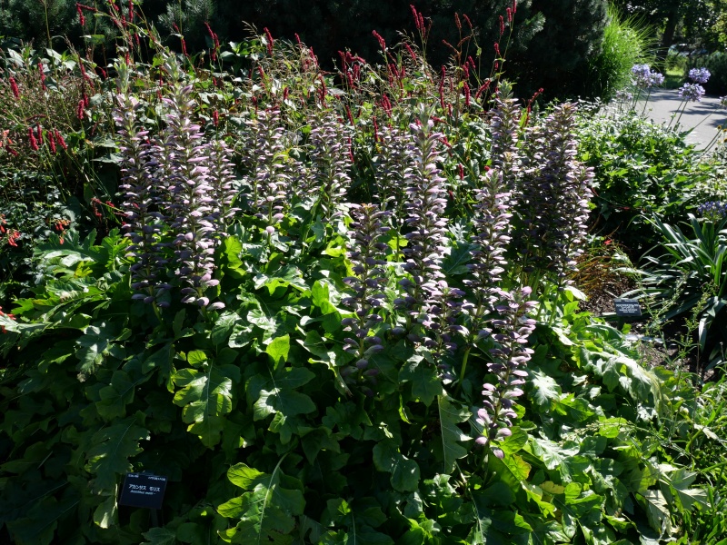 Acanthus mollis