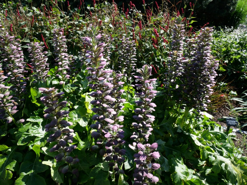 Acanthus mollis