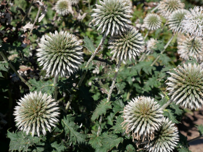 エキノプス ‘スターフロスト’(Echinops bannaticus ‘Star frost’)