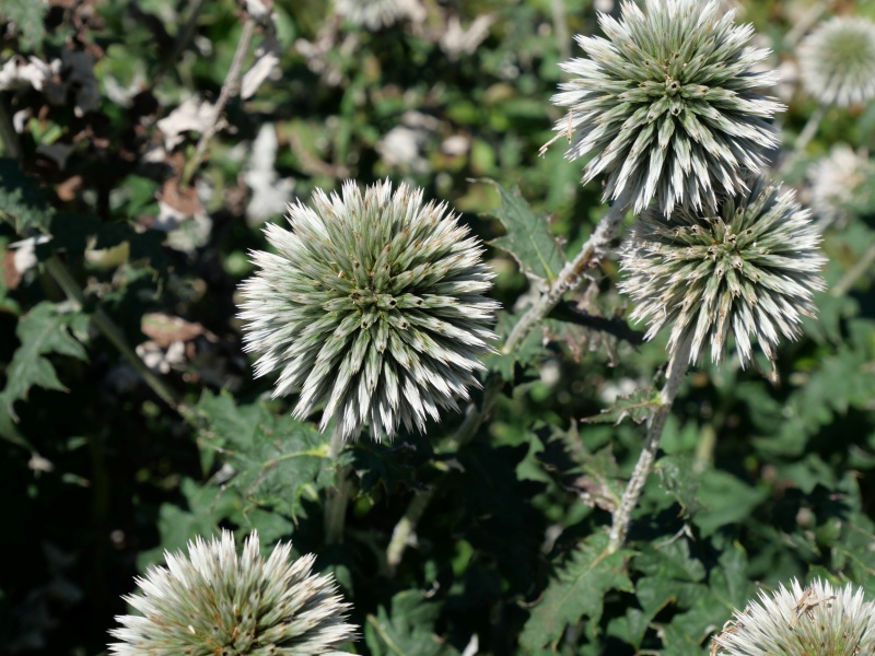エキノプス ‘スターフロスト’(Echinops bannaticus ‘Star frost’)