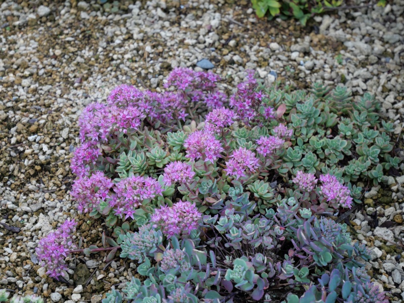 カラフトミセバヤ(エゾミセバヤ)(Hylotelephium pluricaule)