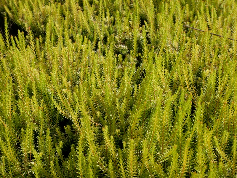 Erica carnea ‘Westwood Yellow’