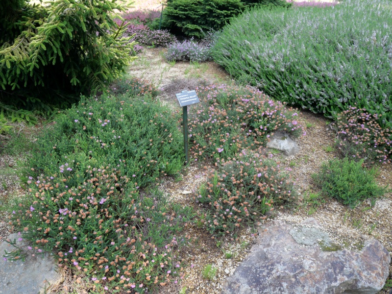 Erica ×stuartii ‘Irish Orange’