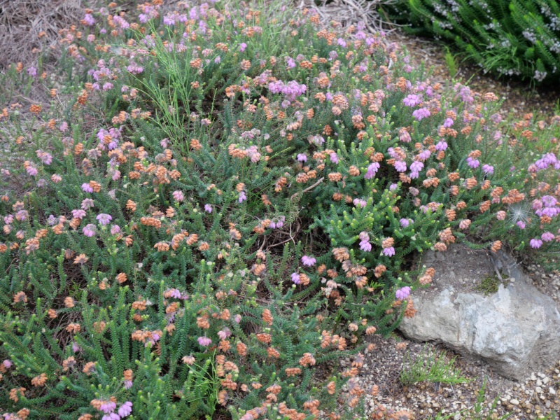 Erica ×stuartii ‘Irish Orange’