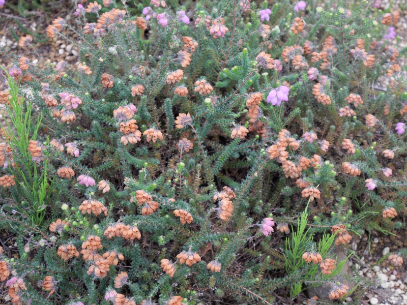 Erica ×stuartii ‘Irish Orange’