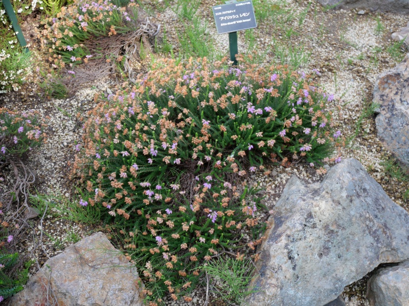 Erica ×stuartii ‘Irish Lemon’