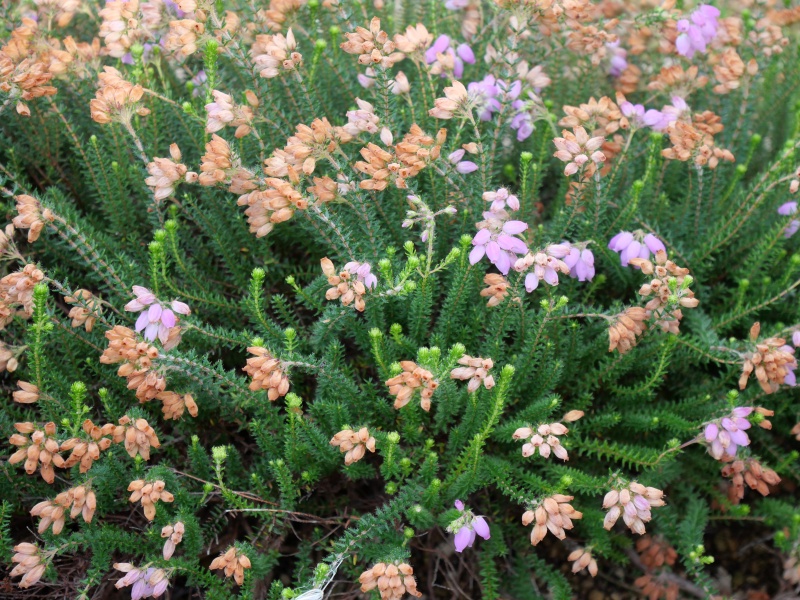 Erica ×stuartii ‘Irish Lemon’