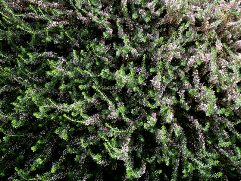 Erica ×darleyensis ‘Kramers Rote’