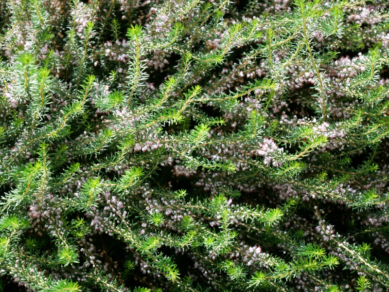 Erica ×darleyensis ‘Kramers Rote’