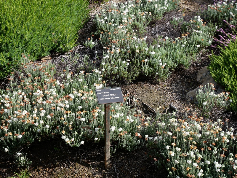 Erica tetralix ‘Alba Mollis’