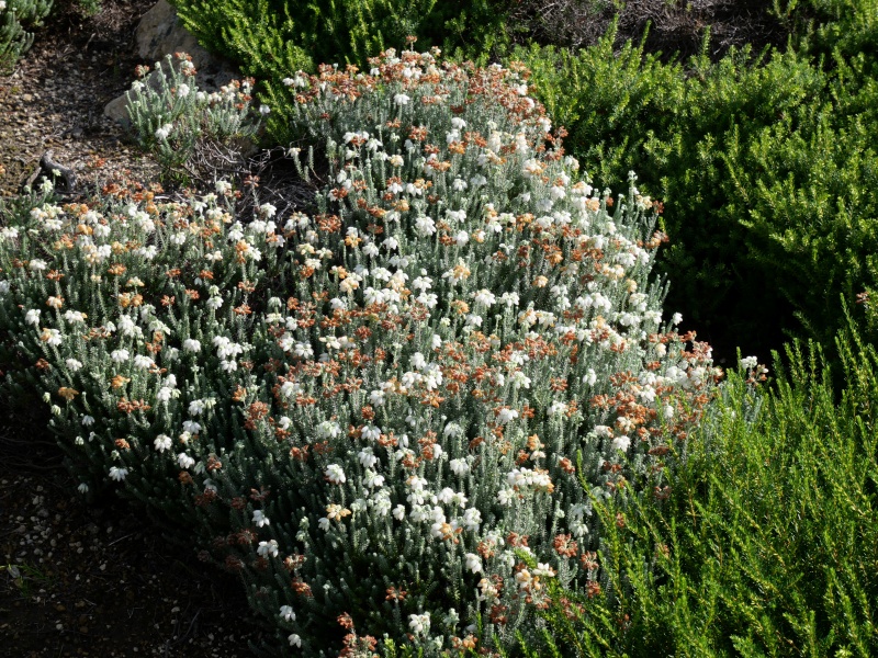 Erica tetralix ‘Alba Mollis’