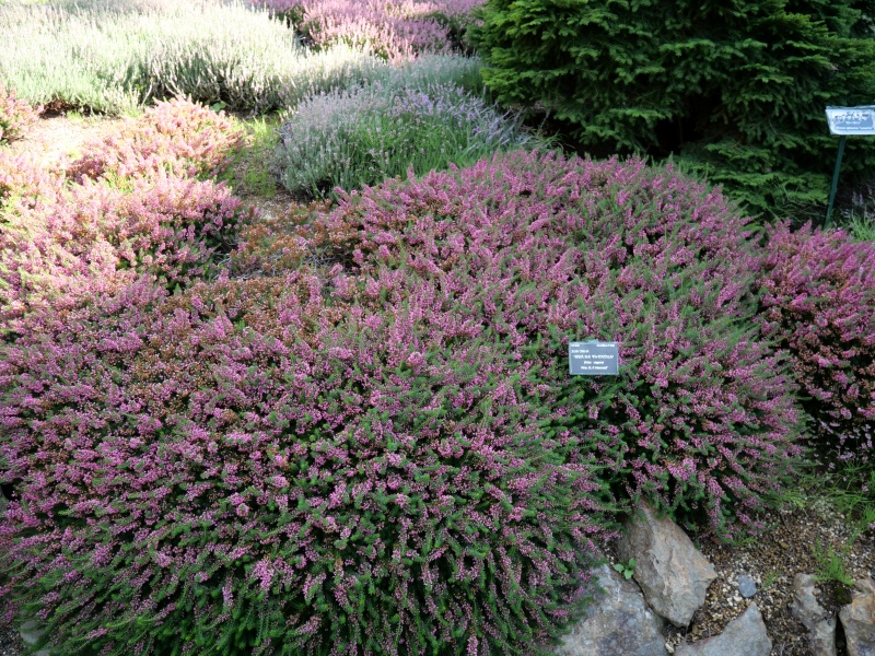 Erica vagans ‘Mrs. D. F. Maxwell’