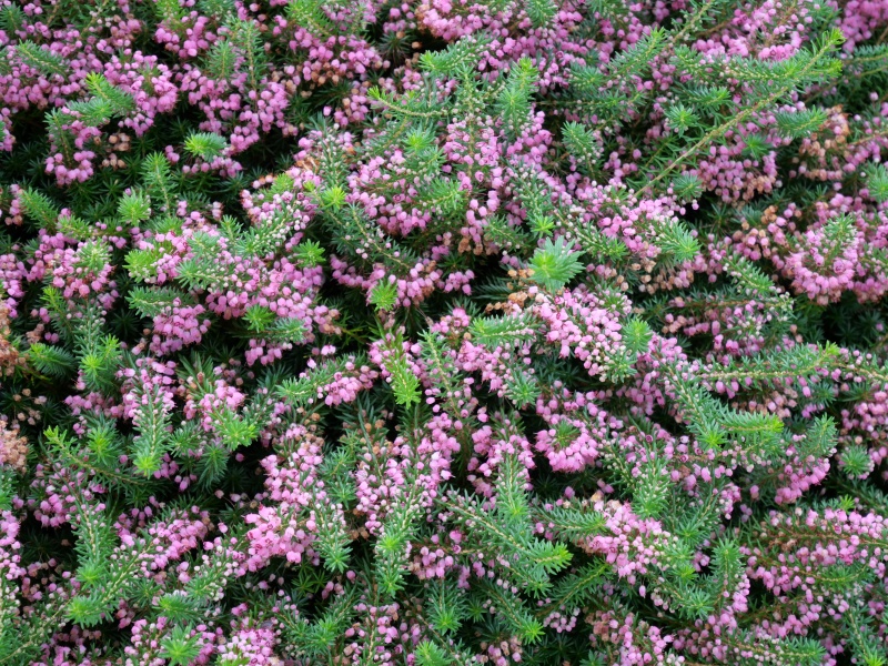 Erica vagans ‘Mrs. D. F. Maxwell’