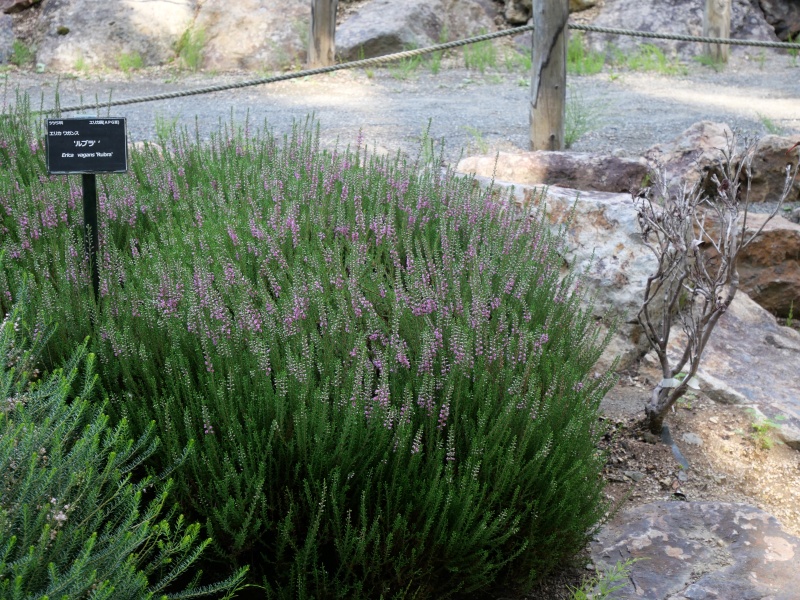 Erica vagans ‘Rubra’