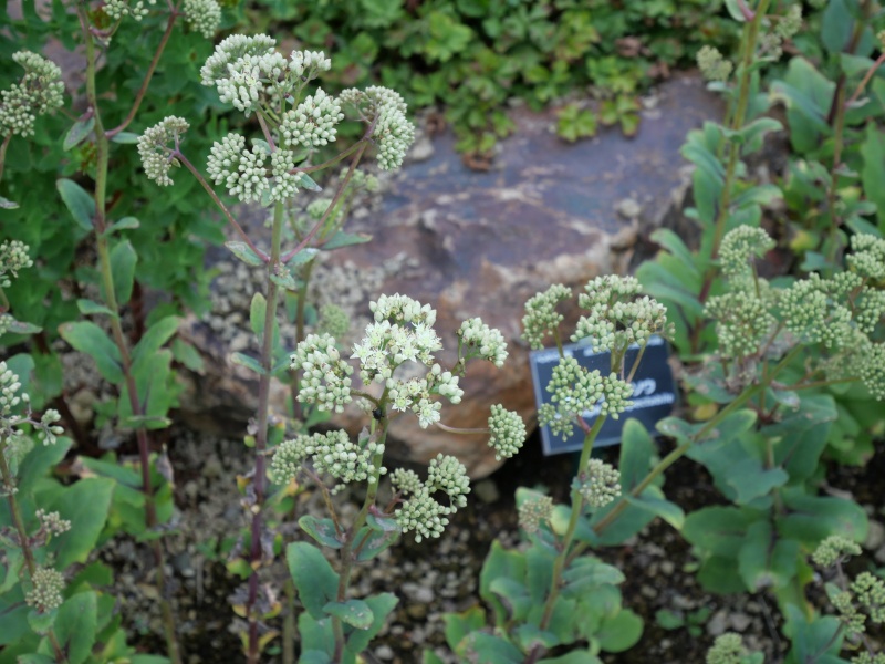 オオベンケイソウ(Hylotelephium spectabile)