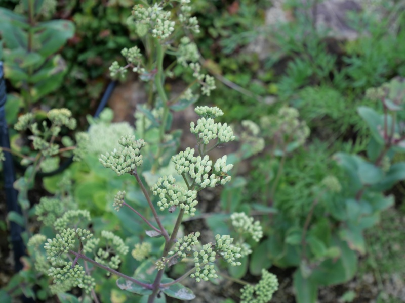 オオベンケイソウ(Hylotelephium spectabile)