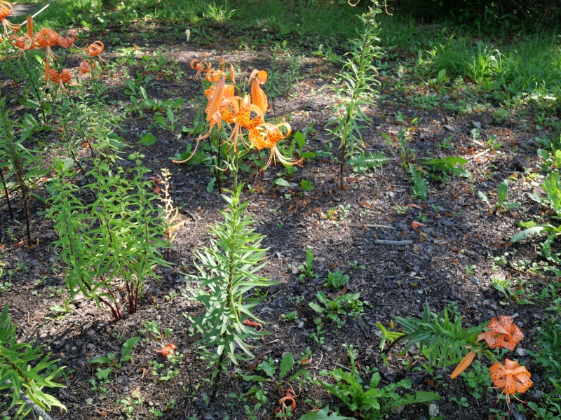 オニユリ(Lilium lancifolium)