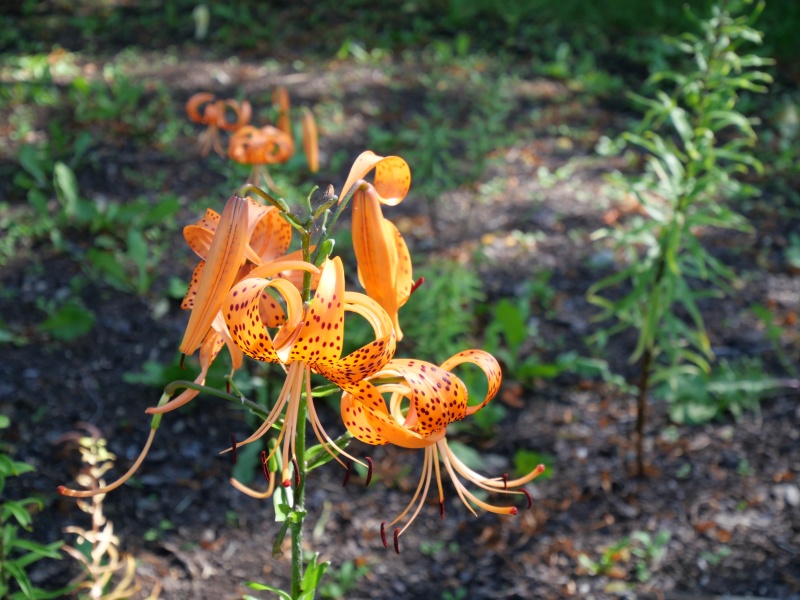 オニユリ(Lilium lancifolium)