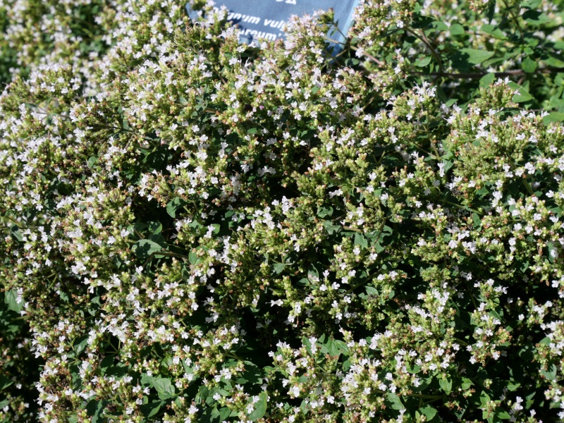 Origanum vulgare ‘Aureum’