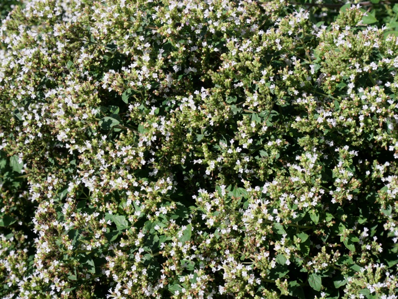 Origanum vulgare ‘Aureum’