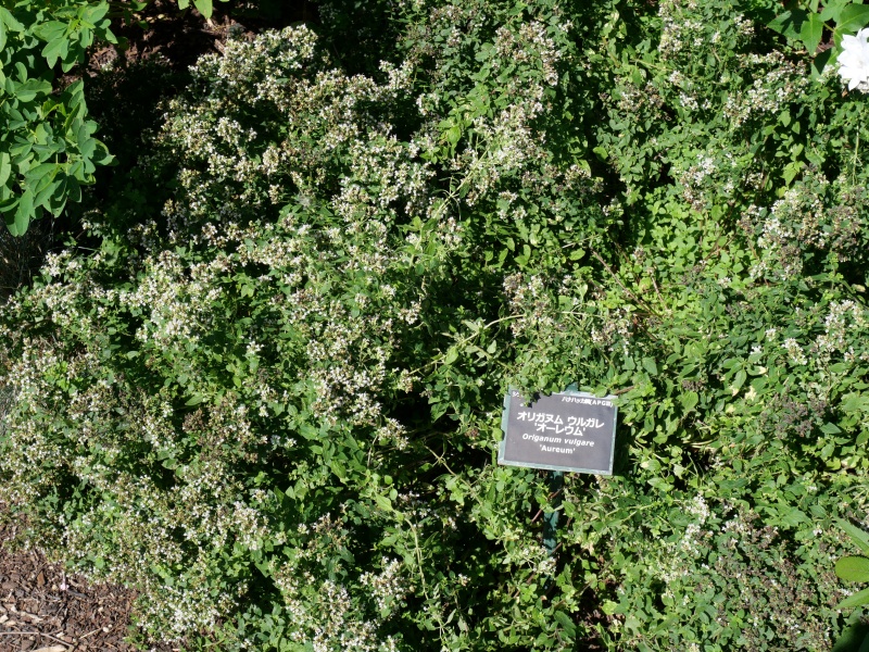 Origanum vulgare ‘Aureum’