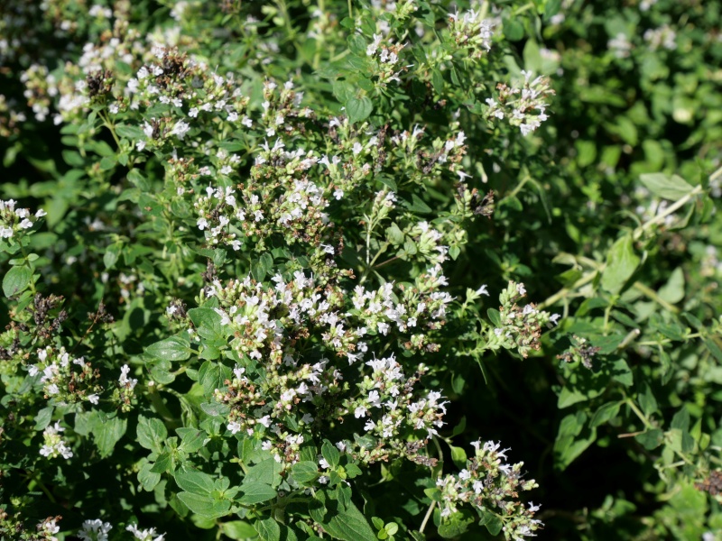 Origanum vulgare ‘Aureum’